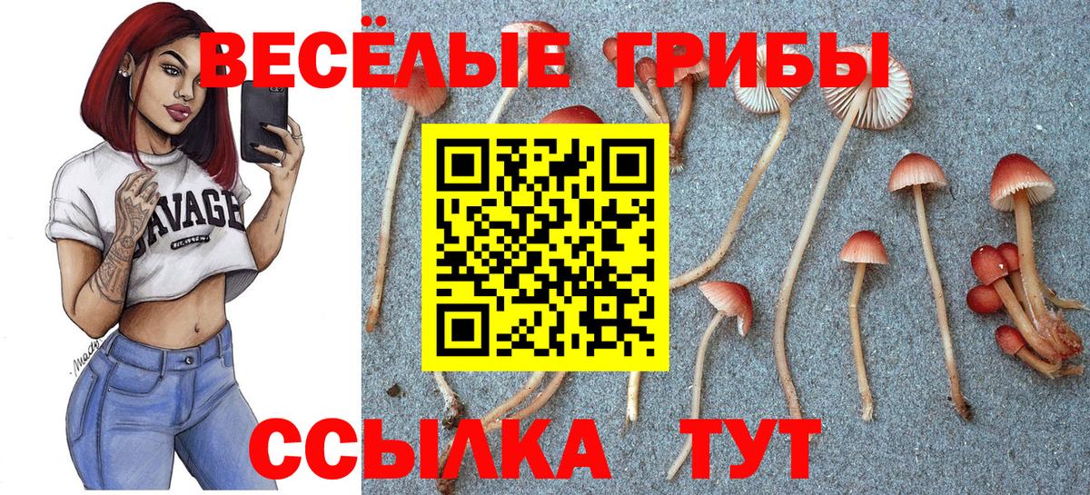 Саки  Псилоцибиновые грибы ЛСД  Вход с VPN  Псилоцибиновые грибы Psilocybe 